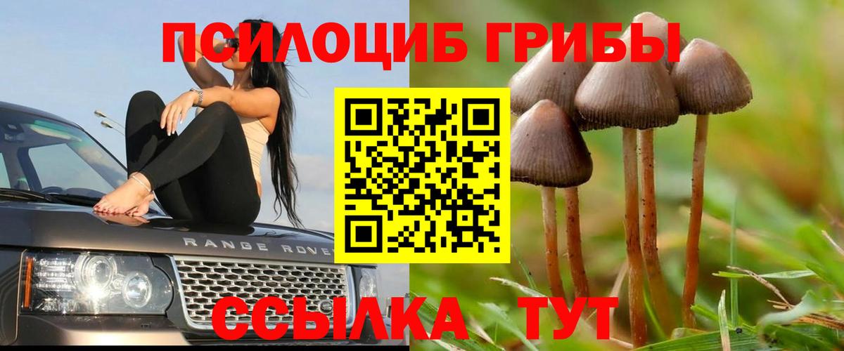 Псилоцибиновые грибы Psilocybe Коркино